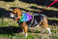 Hound Dog at the Starting Line at the Annual Roanoke Valley SPCA 5K Tail Chaser